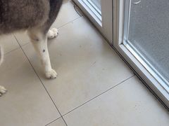 -宠福鑫康馨动物医院·骨科·眼科