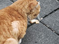 -清真·烙馍小院(华强城市广场店)