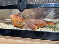 -酷以爬仙阁实体爬宠店·守宫·蜥蜴·专业繁育