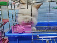 -万商花鸟市场