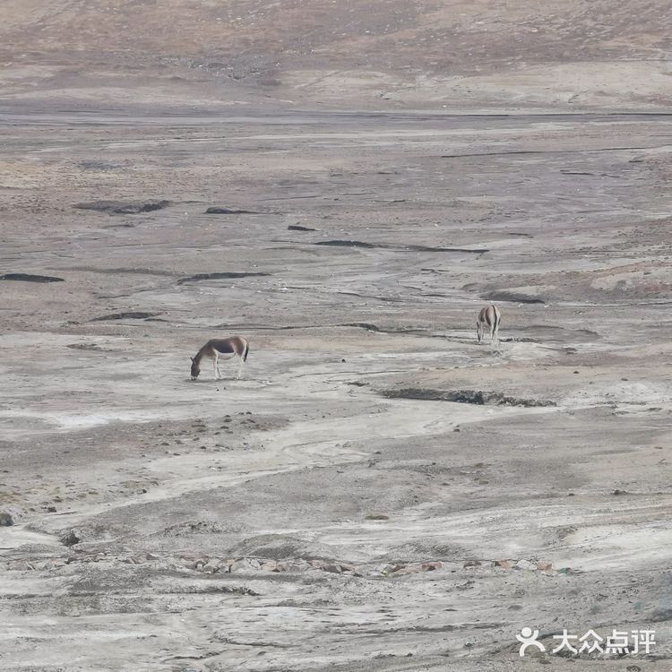 昆仑山口可可西里一日游实用攻略🏔️🦌