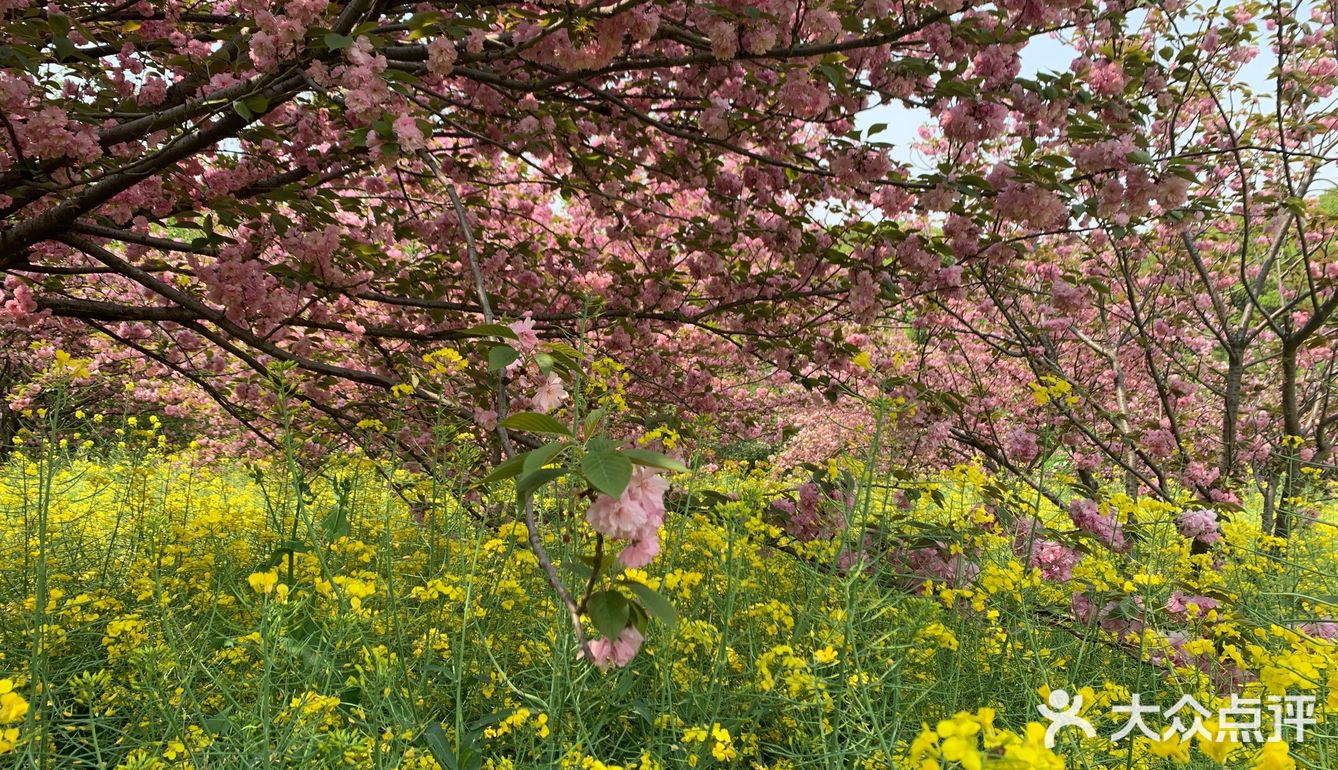 踏青绝好去处，上方山赏花可
