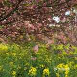 踏青绝好去处，上方山赏花可