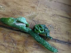-郑件洋芋饭庄