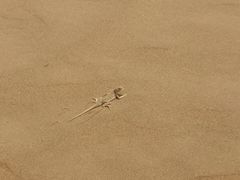 -银肯塔拉沙漠生态旅游景区