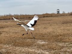 -盐城丹顶鹤湿地生态旅游区