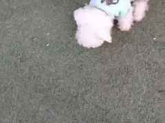 -宠物寄养训练学校