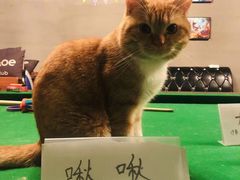 -AOE 火焰 剧本密室狼人杀