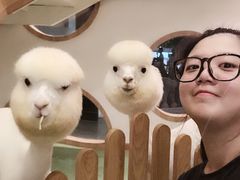 -藦茜花园宠物主题亲子互动体验馆(国顺东路店)