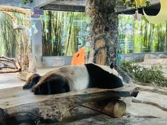 -海南热带野生动植物园