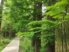 -同里国家湿地公园