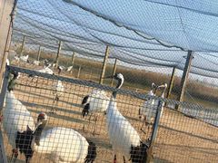 -盐城丹顶鹤湿地生态旅游区