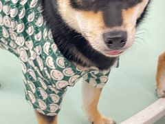 -怪兽屋·羊驼·猫咖·狗咖(俊华广场店)