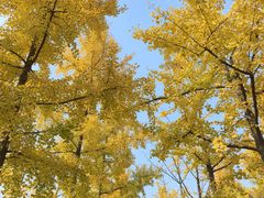 -汉长安城未央宫国家考古遗址公园