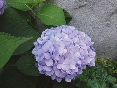 -合肥滨湖国家森林公园