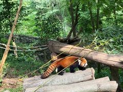 -都江堰中华大熊猫苑