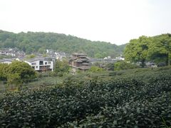 -龙井村