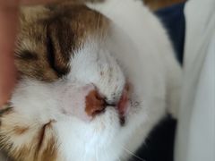 -柏萃动物医院·骨科·牙科