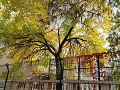 -三里屯东五街银杏大道