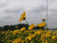 -莲花山花海