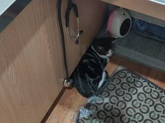 -瑞派名望志远动物医院·猫科·內科·异宠专科(直港大道店)