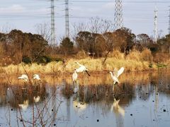 -上海长兴岛郊野公园