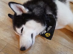 -Husky Go! 哈士奇体验馆·宠物咖啡厅狗咖