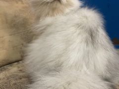 -猫大福·Fortune Cat猫舍(百子湾店)