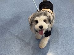 -佑安动物医院·全科·内窥镜中心(幸福巷店)