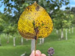 -三亚南山文化旅游区