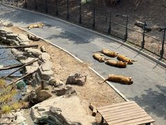 -大连森林动物园