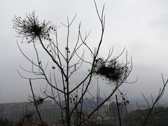 -杭州半山国家森林公园