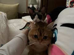 -pd派德宠物中心医院24H急重症·眼科中心·血液透析中心(嵩山北路店)