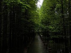 -桤木河湿地公园