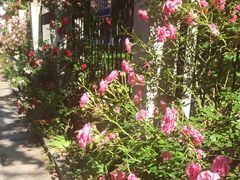 -北京大学燕东园