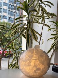 -WENDY·温迪皮肤管理