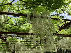 -嘉定紫藤园