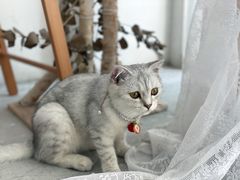 -猫小院猫主题餐厅(三里屯店)