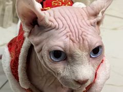 -联合动物医院(光谷诊疗中心)