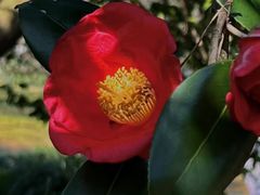 -上海鲜花港