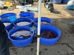 -中环花鸟鱼虫市场