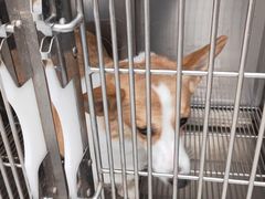 -宠福鑫康馨动物医院·骨科·眼科