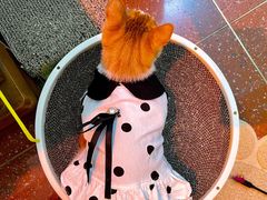 -北京赛佳动物医院