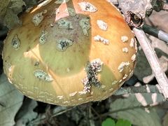 -牛背梁国家森林公园