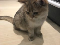 -momokira米努特·德文卷毛猫·棉花面纱犬