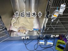 -佩兹宠物医院肿瘤专科·眼科·牙科(黄浦店)
