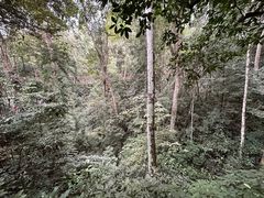 -西双版纳原始森林公园