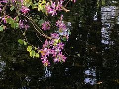 -广州兰圃