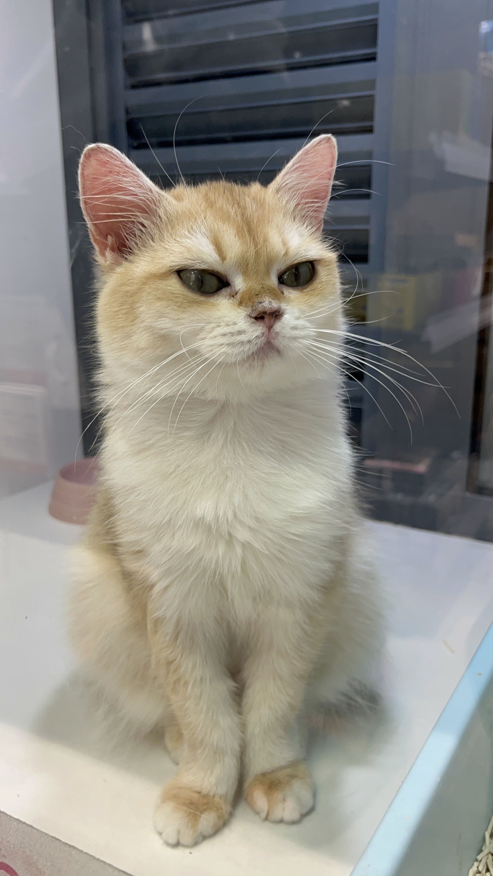 戏精四脚兽|震惊猫猫:什么!明天放假!