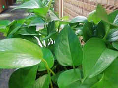 -那片草原火锅